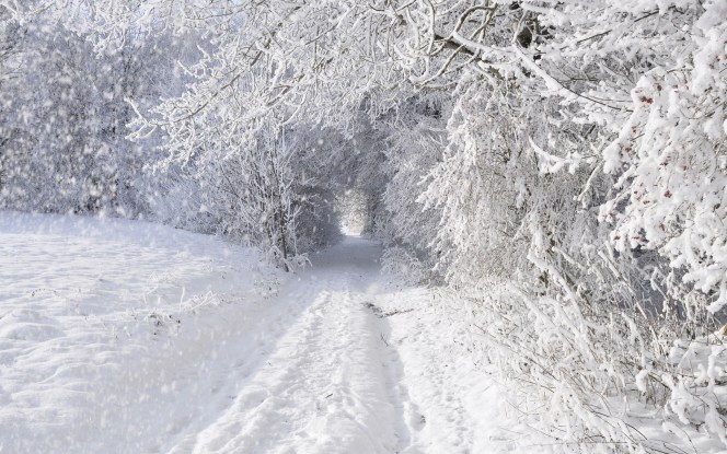 nature_landscapes_winter_snow_snowing_snowflake_snowfall_roads_trees_forest_storm_blizzard_white_seasons_tunnel_1920x1200