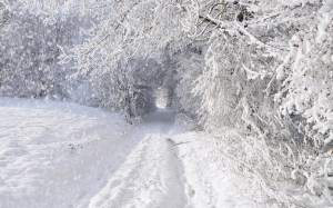 nature_landscapes_winter_snow_snowing_snowflake_snowfall_roads_trees_forest_storm_blizzard_white_seasons_tunnel_1920x1200
